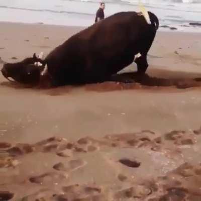 This rescued bull enjoying the beach for the first time