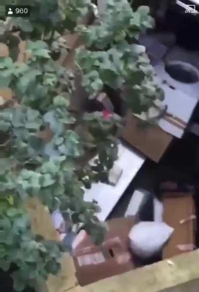 I think he'll remember to check the handbrake next time