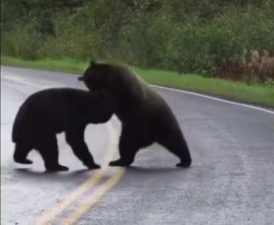 Bears having a little misunderstanding.