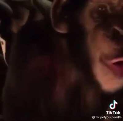 Monkey just living life