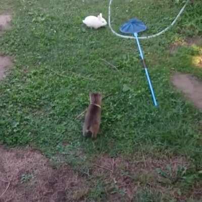 Arrest for being illegally smol and cute!