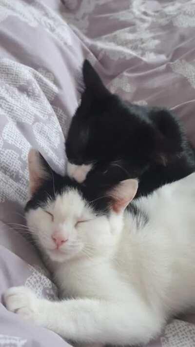 The way they wash each other is so precious