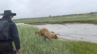 What to do when a Grizzly shows an interest in you