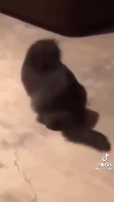 Wiggle time (Not OC)