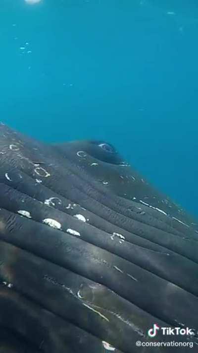 Humpback whale 👁️🐋👁️