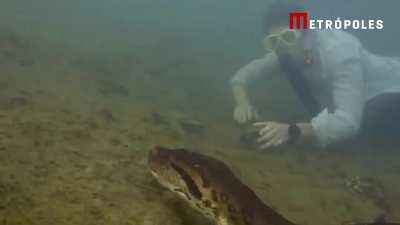 Brazilian Tv host pets 8 meters (26 feet) long giant snake underwater 