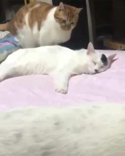 This is a common repost here, it will be removed when reposted.