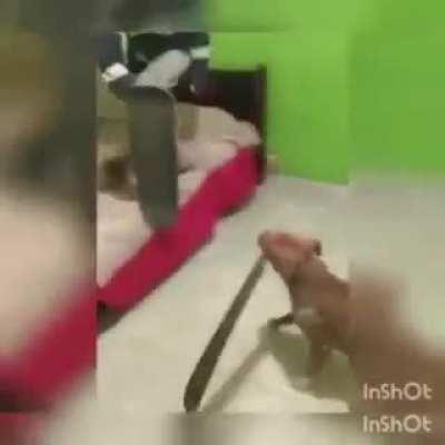 The great four legged machete wielder, Slayer of the unworthy