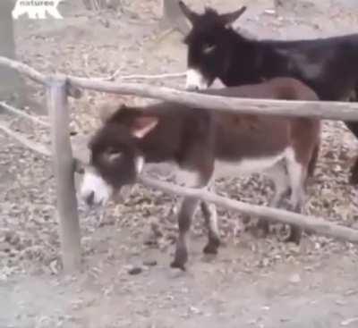 We're dealing with a literal smartass here