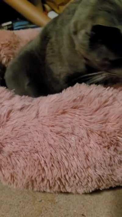 Priscilla is saying hello