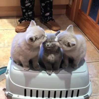 Kiss on a Gray from Greys