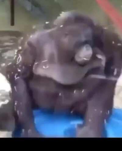 RIP Monke 😔😔😔😔😔