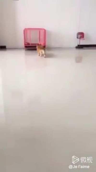 Puppy recognizes its mistakes.