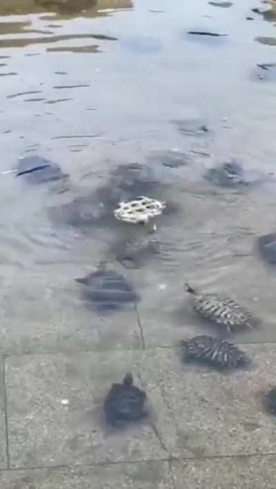 Water tortoises rescue their friend