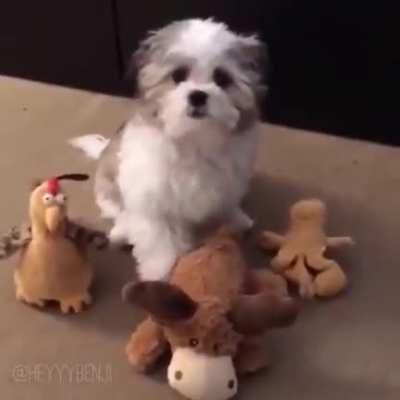 Who's your best friend?