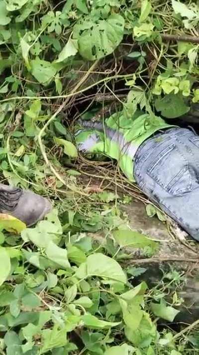 Construction workers find and save puppies on their work site