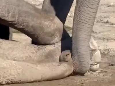 Grieving elephant refuses to leave her partner of 25 years after tragic death.