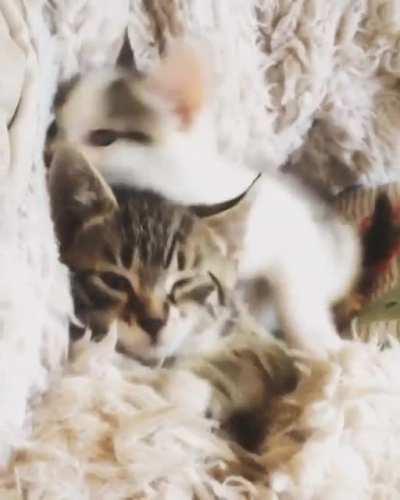 Look how cute my babies Ronnie & Reggie are ❤️❤️