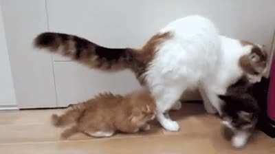 KITTY used STARTLE! It was super effective! FLUFFY fainted!