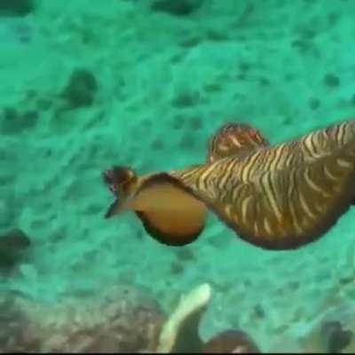 WEEK 55 OF FLATWORM FRIDAY!!!!