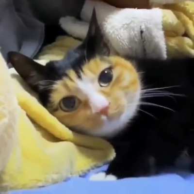 Black cat with golden face.