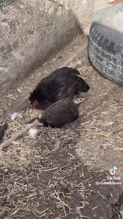 Chicken raises a Peafowl.
