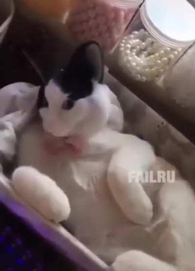 (⁠ﾉ⁠*⁠0⁠*⁠)⁠ﾉ