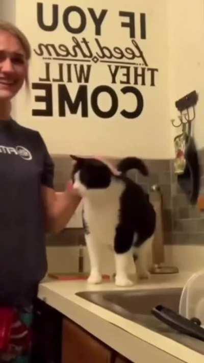 Cat has a special button