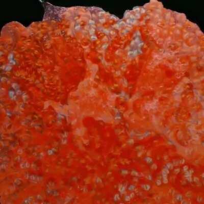 Smashing fruits from below