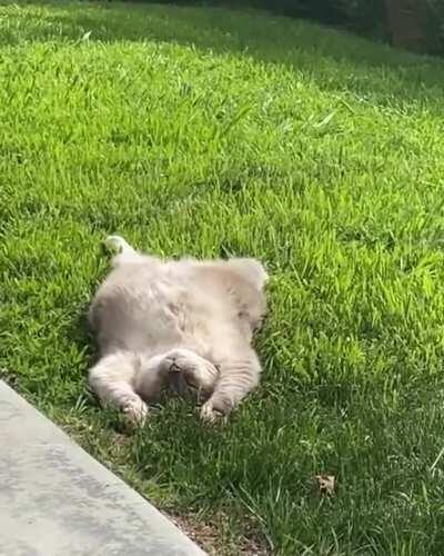 Just a cat sunbathing