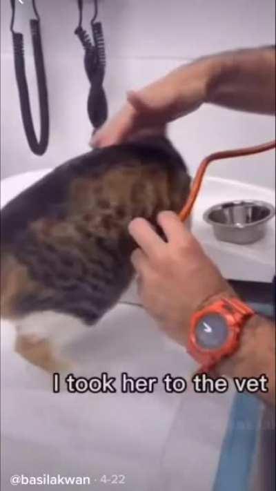 Consider adopting if you can!