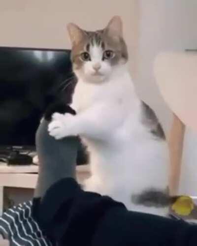 Cat.