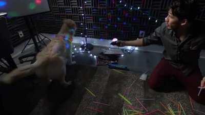 Markiplier and chica videos(this is just cutest of all videos I ever seen)