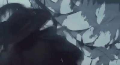 Fool of a Took to piss off Hector Barbossa.