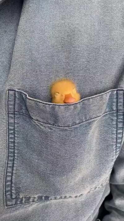 DUCKY ENJOYING THE COZY POCKET 🐣