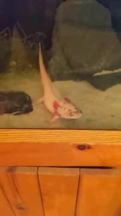 Skill, speed & agility personified