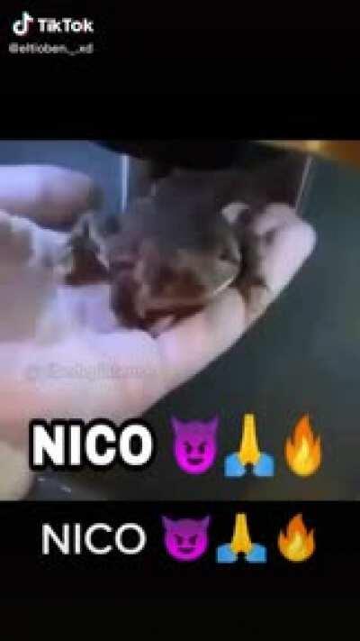 Nico