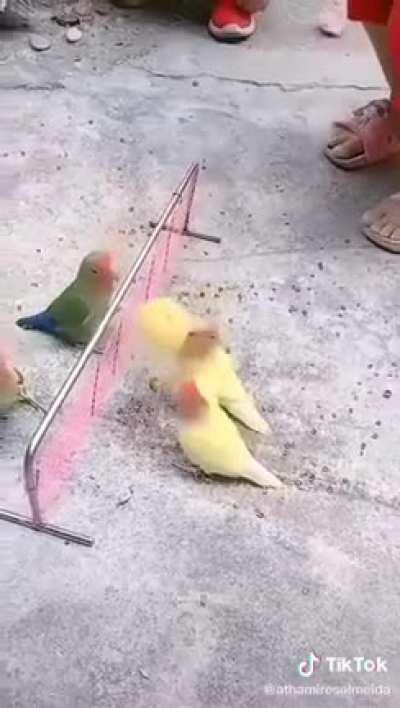 Nueva temporada de haikyuu