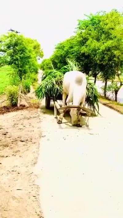 Subhanallah سبحان الله