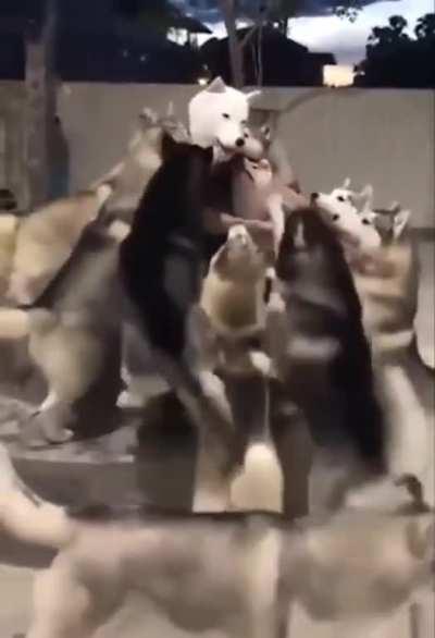 Dogs berate this faker