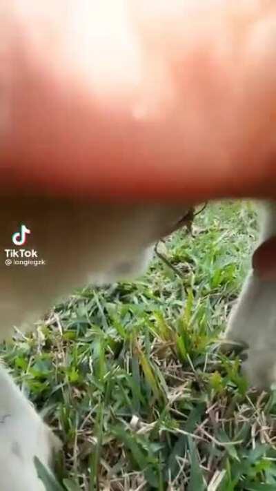 Is the kangaroo okay with this?