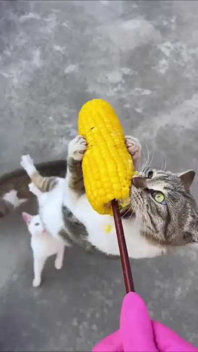 This corn is MINE!!