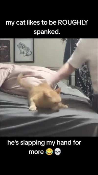 Lady. Your cat is a HO!