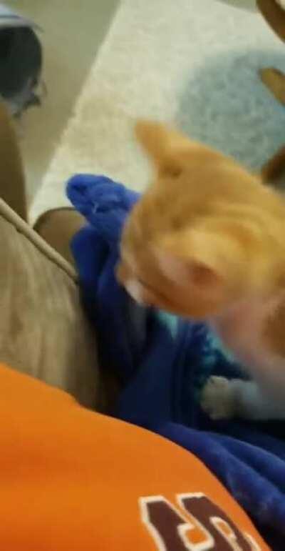 Such a big yell from a tiny kitty