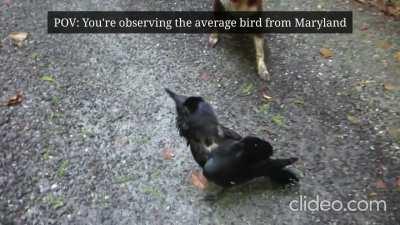 Average bird from Maryland