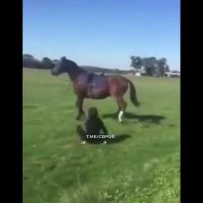 Has your horse ever done this to you?