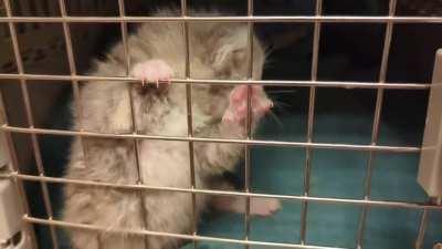 foster criminal is a screamer