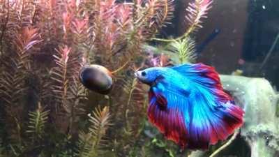 Rockets extra hungry for some snail today