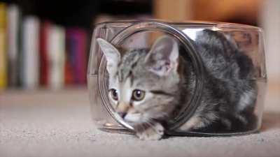 I didn't buy the bowl for him, but I guess it's his now