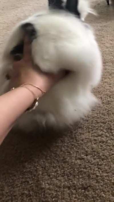 🍌 Meet Bananas, aka Noni, a lion head rabbit living in the Lou